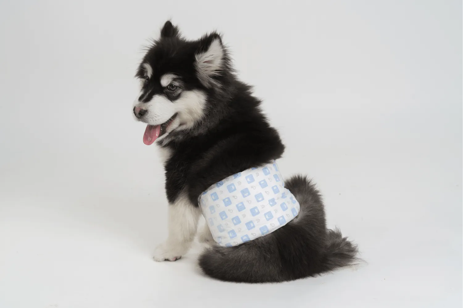 Fofos Diaper for Male Dog (20x25cm)